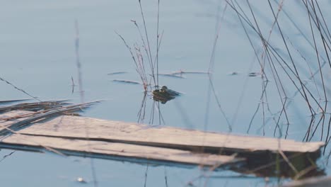 single common frog head above water swims on calm pond, handheld, day