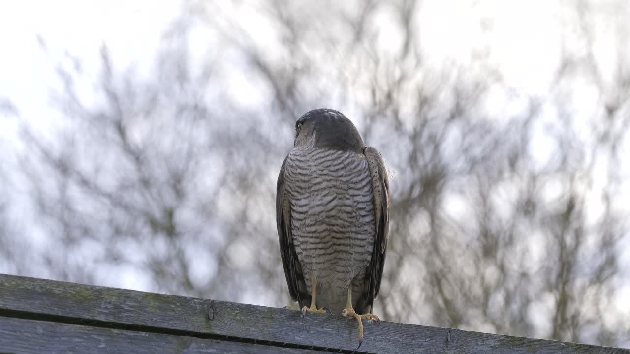 Sparrow Hawk Wild Bird Of Pray Female Slow Motion