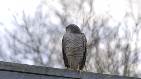 sparrow hawk wild bird of pray female slow motion