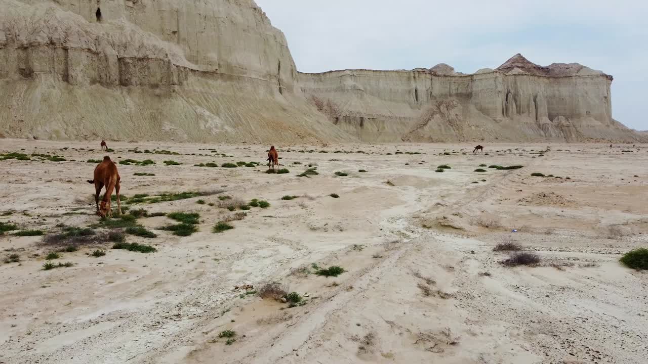 montar camello pastorear en el desierto clima costero cerca de la montaña viento erosión del terreno acantilado en iran natural maravilloso paisaje en qatar hermosa naturaleza atracción turística punto de referencia tiro escénico