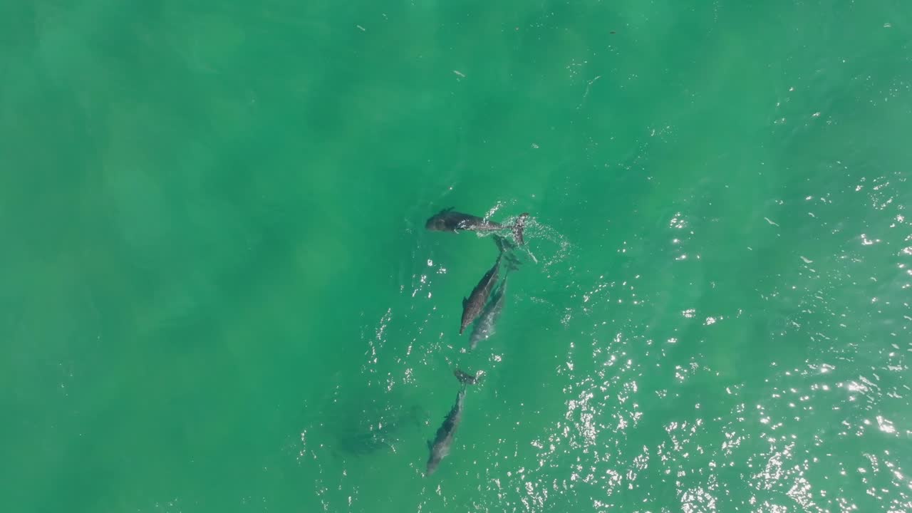 Playful clip of pod of Bottlenose dolphins swimming