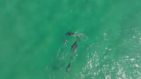 playful clip of pod of bottlenose dolphins swimming