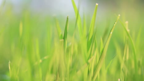 el viento de la hierba verde