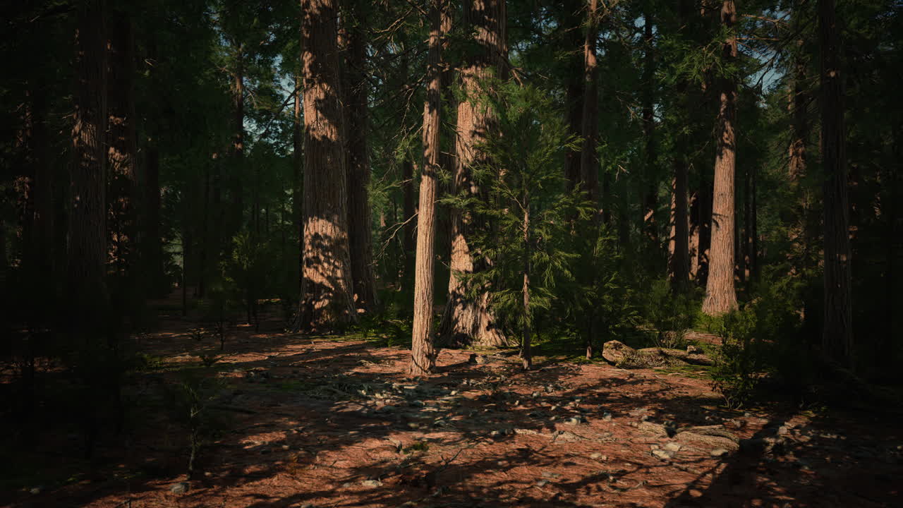Giant Sequoias Trees or Sierran redwood growing in the forest