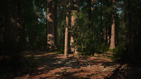 Giant-Sequoias-Trees-or-Sierran-redwood-growing-in-the-forest