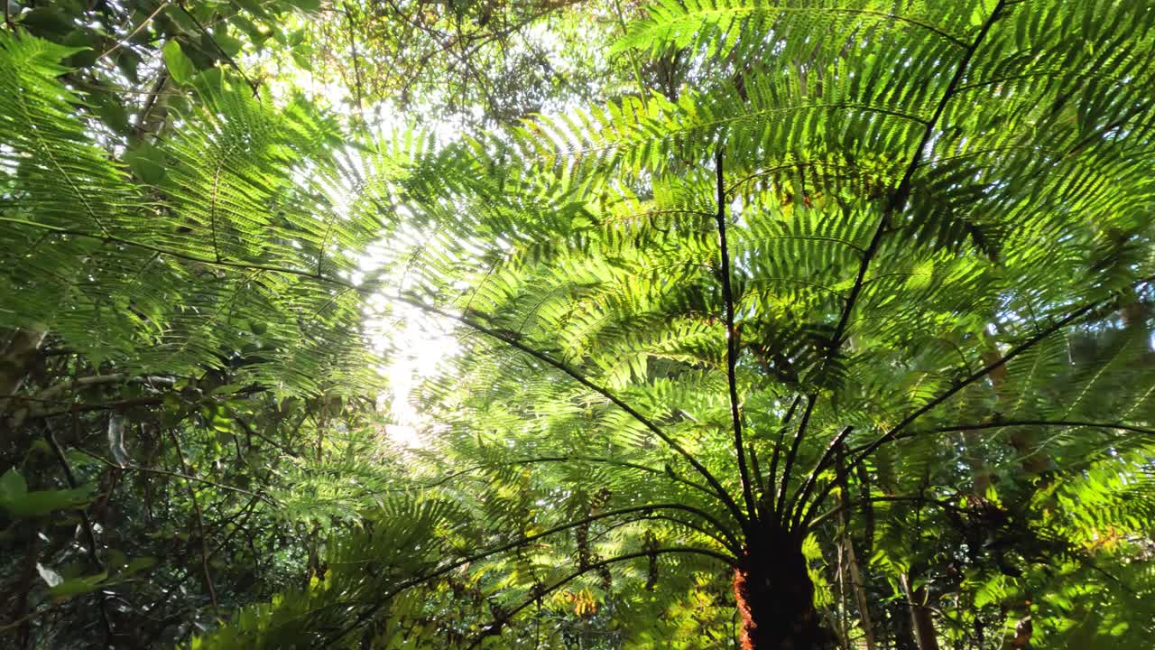 la luz del sol se filtra a través del verde y exuberante dosel del bosque.