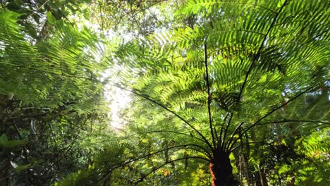 sunlight filtering through lush green forest canopy