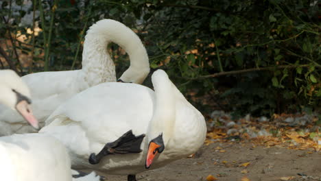 two swans preening