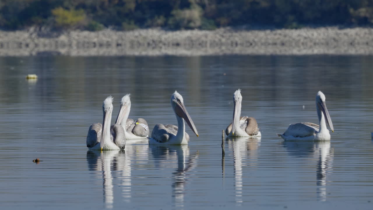 Group of Great White Pelicans Swimming Lake Kerkini Greece Sunny Day
