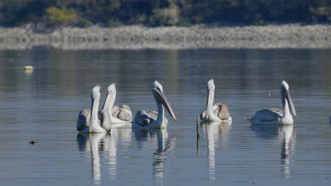 group of great white pelicans swimming lake kerkini greece sunny day
