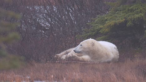 slow motion napping polar bear waits for the winter freeze up amongst the sub-arctic brush and trees of churchill, manitoba