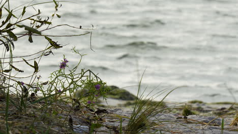 Flores-Silvestres-Y-Pastos-Enmarcan-Una-Vista-Del-Mar-Turbulento,-Creando-Una-Escena-Costera-Tranquila-Pero-Dinámica