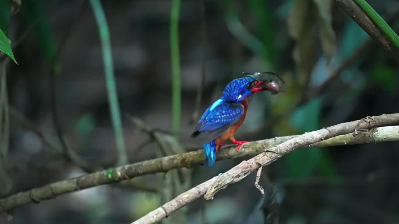 Blue-eared Kingfisher With Fish On Its Beak. - closeup shot
