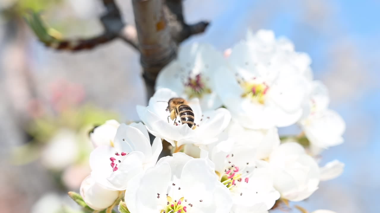 Bees pollinating white blossoms on a tree against a bright blue sky