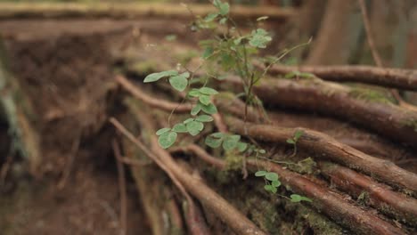 green leaves on tree roots spanning out in slow motion