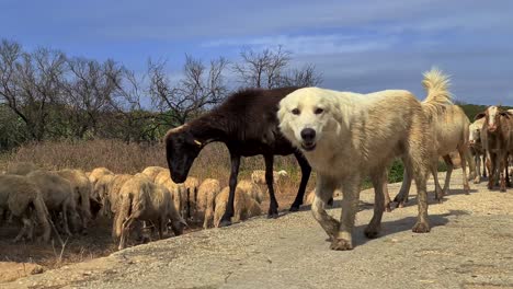 Herd-of-sheep-and-shepherd-dogs-walking-while-together-crossing-road