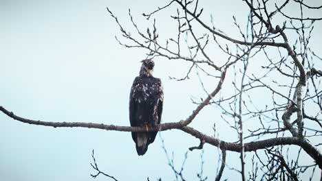 young bald eagle pruning neck feathers with beak