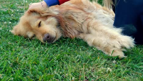 lindo perro mestizo dorado soñoliento en la hierba, manos acariciándolo, estático, día