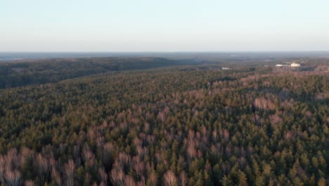 aerial: rotating shot of vast forest painted with golden light in evening