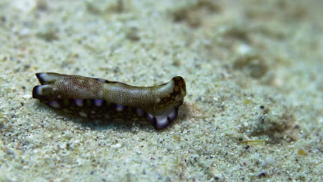 Eine-Wunderschöne-Sandfarbene-Tubulophilinopsis-Reticulata-Meeresschnecke,-Die-Sanft-über-Den-Sandigen-Meeresboden-Gleitet