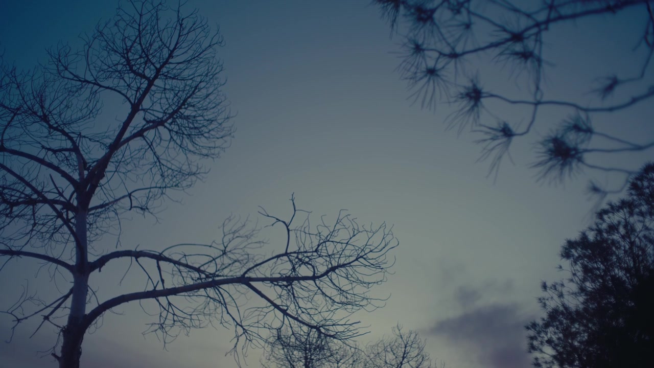 Silhouetted trees against dusky sky in Kypseli, Athens, Greece.