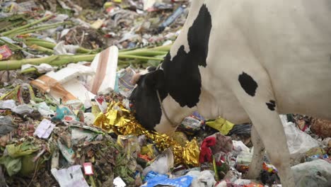 cow and animals eating plastic and garbage at landfill or junkyard, unhygienic for animals, pollution and human waste