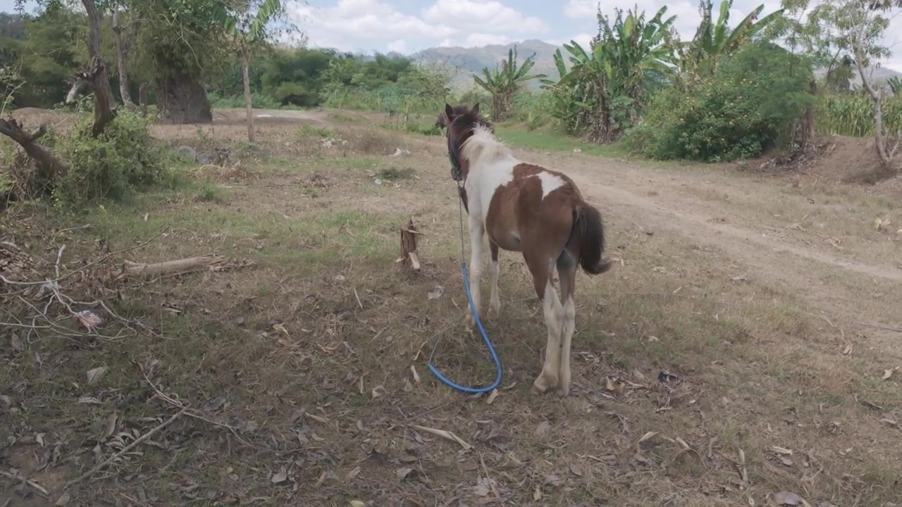 Piccolo Pony Marrone e Bianco Legato in un Paesaggio Rurale