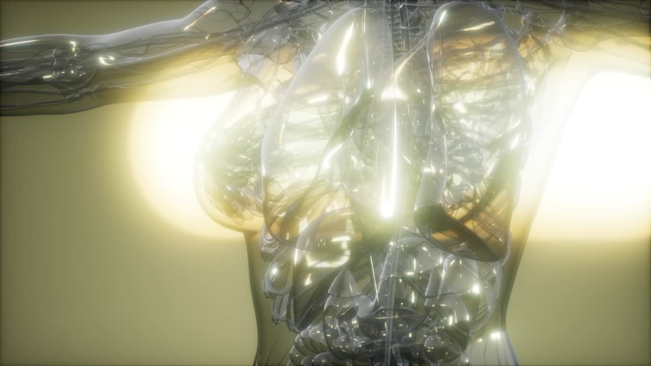 imagen de rayos x del cuerpo humano