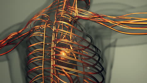 animación médicamente precisa del corazón con venas y arterias