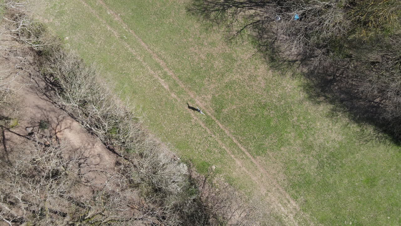 Aerial Health And Fitness Model Doing Exercise in Park. Female Exercising in Woods. Outdoor Cardio Training. 4K Aerial Drone Shot From Above. Workout And Star Jumps.