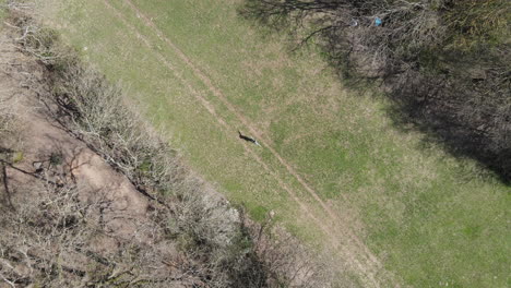 aerial health and fitness model doing exercise in park. female exercising in woods. outdoor cardio training. 4k aerial drone shot from above. workout and star jumps.