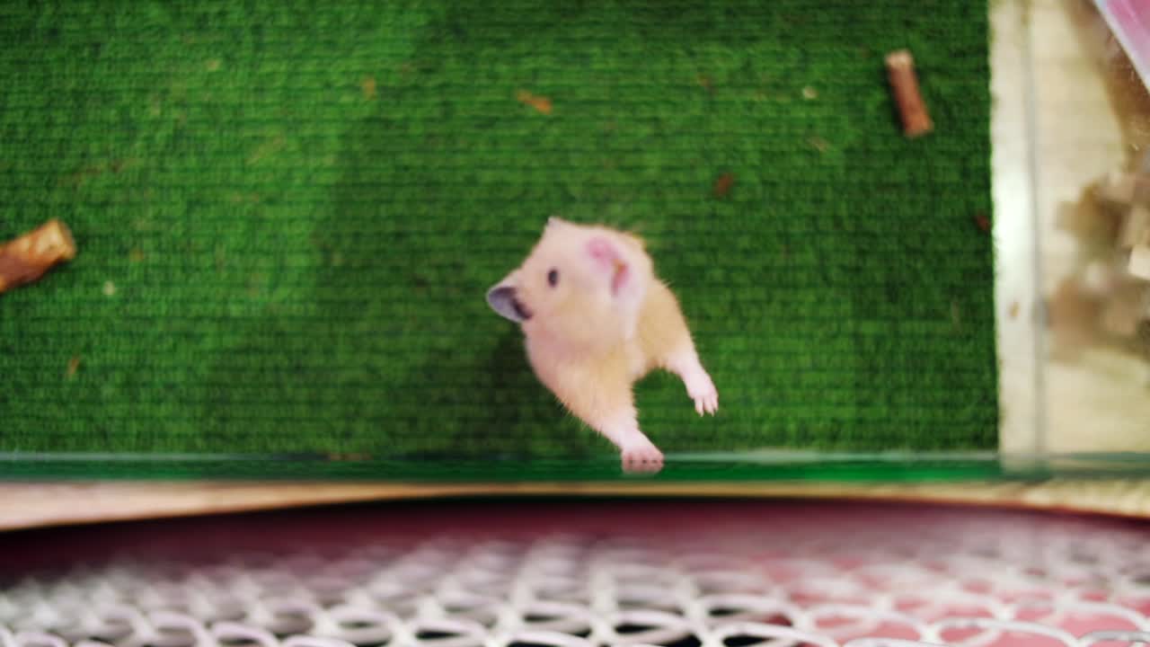 A Cute Hamster Roaming Inside An Animal Cafe In Harajuku, Tokyo, Japan - top wide slowmo shot