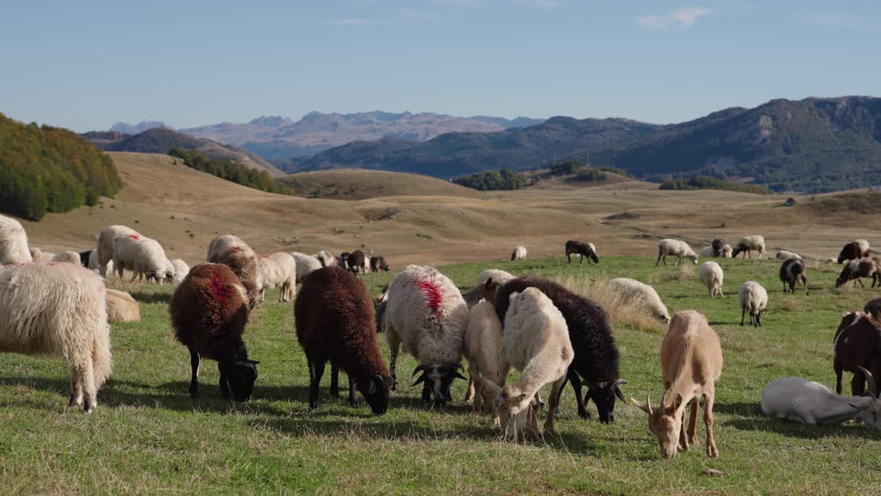 Flock of sheep grazing in a green mountain pasture in Durmitor Montenegro, static shot