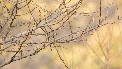 azure-winged magpie bird flies up from twig in autumn park in slow motion