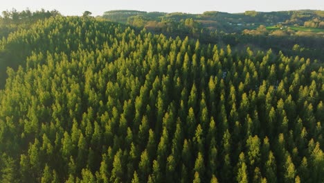 Bosque-De-Abetos-Sobre-Montañas-Cerca-Del-Lago-Encoro-Da-Ribeira,-A-Coruña,-España