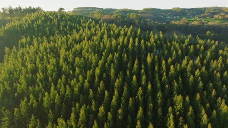 árboles de bosque de abeto sobre las montañas cerca del lago encoro da ribeira, a coruña, españa