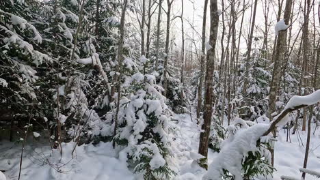 Disparo-En-Primera-Persona-Mientras-Caminaba-Entre-árboles-Coníferos-Cubiertos-De-Nieve-Fresca-En-Un-Día-Nublado