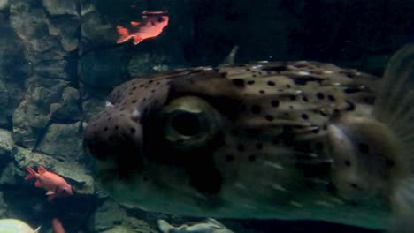 pufferfish moves through water with smaller fish