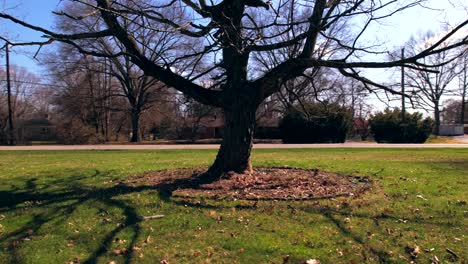 drone point of view circling around dead bare tree in urban residential area while car passes on street in background