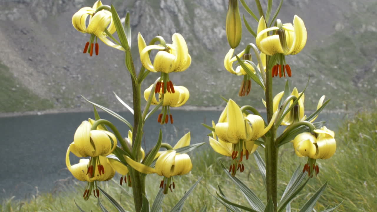 Pyrenees Lily flower in nature (tilt down)