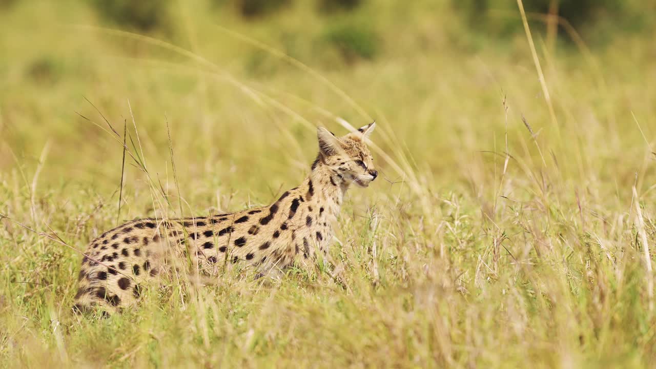 disparo en cámara lenta de serval gato salvaje cazando en hierba alta, cubierta baja, merodeando, vida silvestre africana en la reserva nacional de maasai mara, kenia, áfrica animales de safari en la reserva de masai mara norte