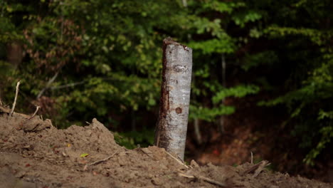 Sección-De-árboles-Cortados---Bosque-Caído-17