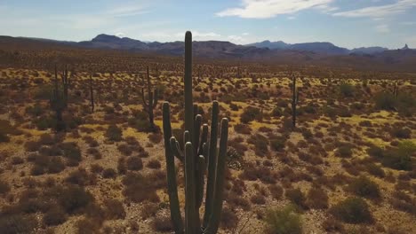 tiro aéreo de um cacto saguaro no deserto de sonoran, arizona