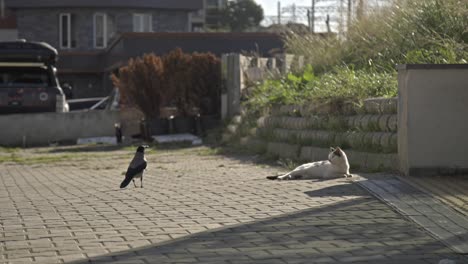 crow playing with stray cat