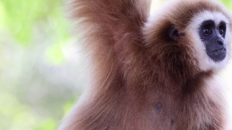 Un gibbone osserva intensamente tra un vibrante fogliame verde, mettendo in mostra il suo viso espressivo e la sua folta pelliccia.
