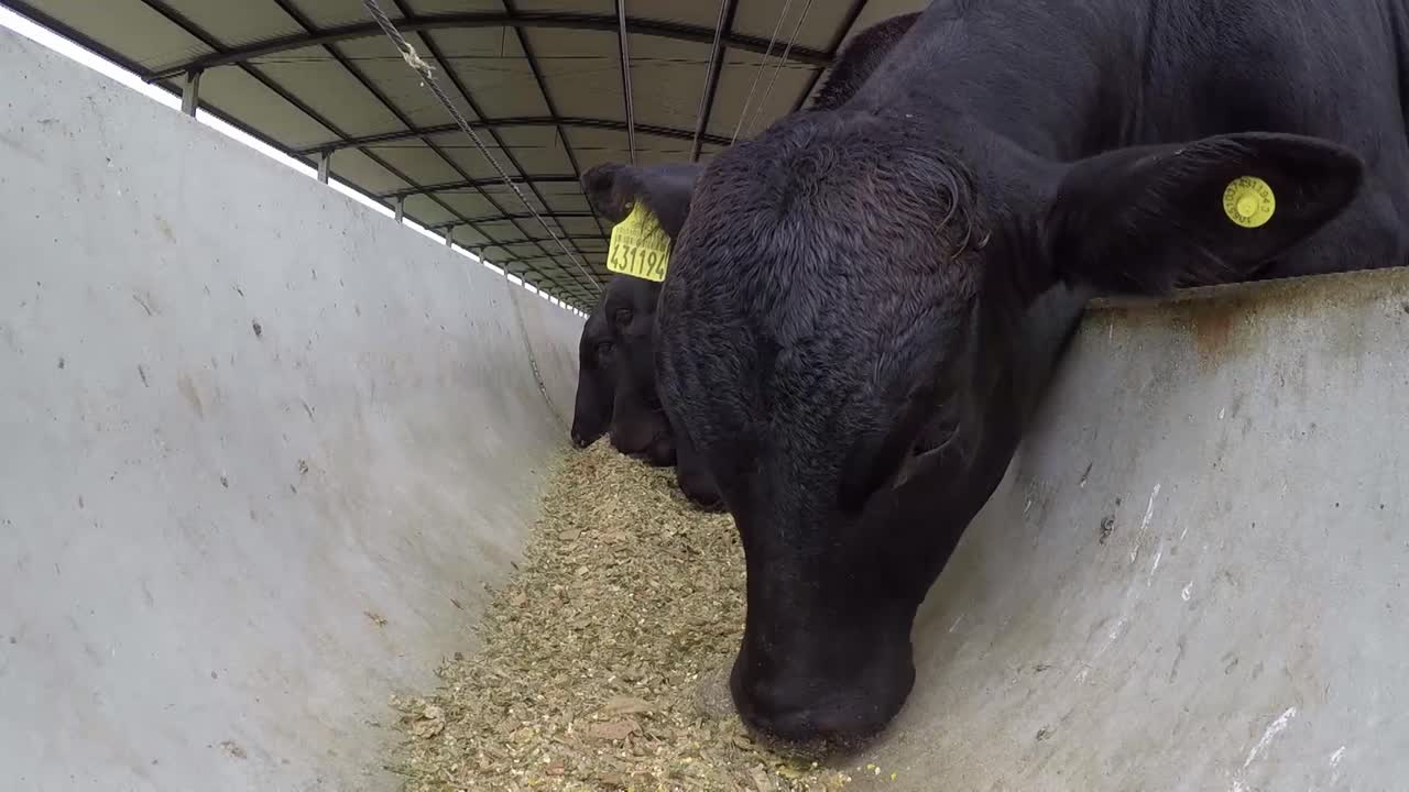 Tagged Black Angus Cows Eating Feed in a Trough on a Farm Shed, Low Angle