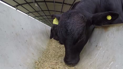 tagged black angus cows eating feed in a trough on a farm shed, low angle