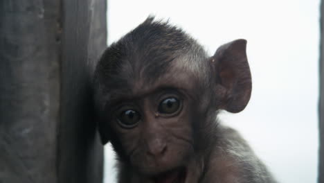 monkey looking out from temple wall crevice in indonesia, slow motion