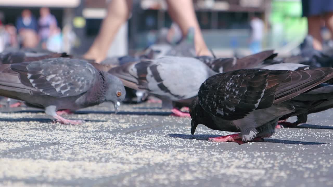 도시 광장에서 먹이를 먹는 비둘기