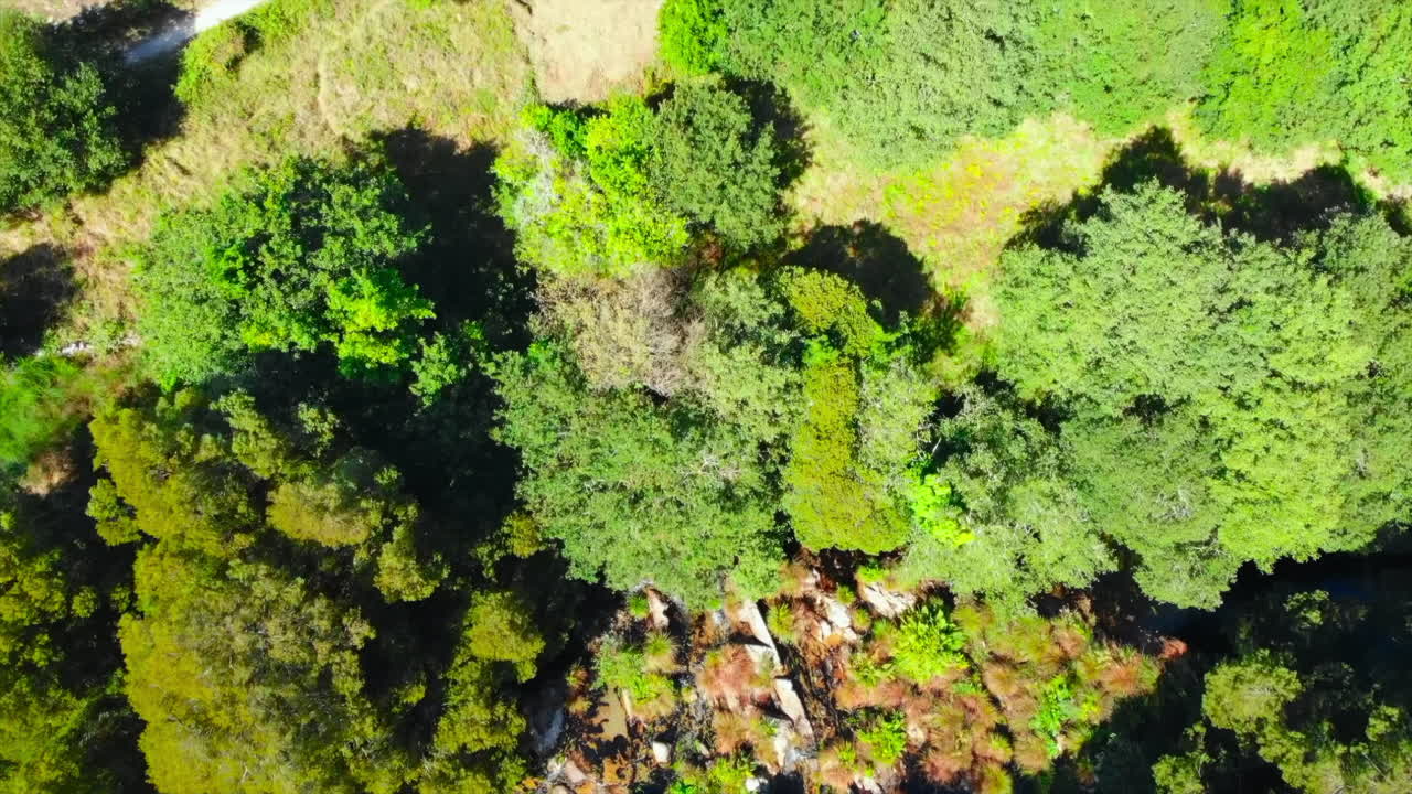 Aerial view of lush forest with rocks and trees